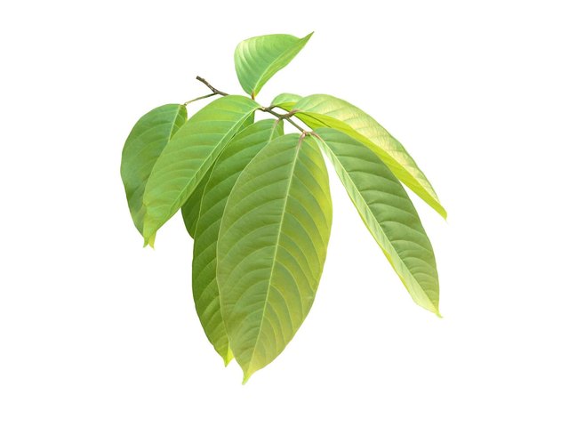 Banaba навчны ханд (Corosolic acid)